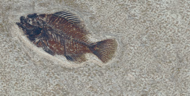 FM3366 На пол Natural Series Fossil Mix 33х66 - фото 10