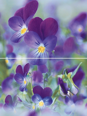 P2D241 Панно Sweet home Цветок из 2-х плиток 30х40