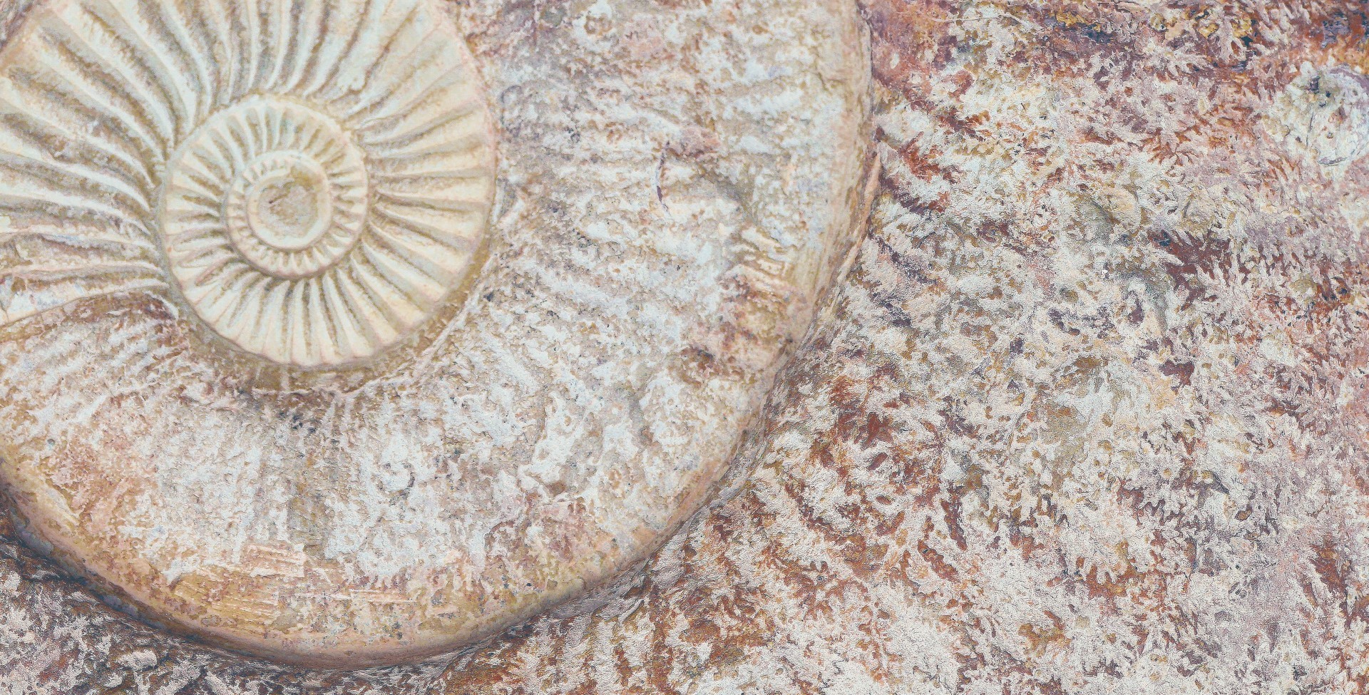 FM3366 На пол Natural Series Fossil Mix 33х66 - фото 15