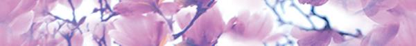 B400D297 Бордюр Magnolia Цветы