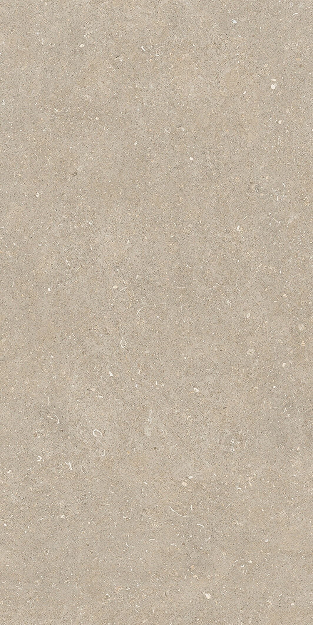 785575 На пол Rinascenza Arena Conchiglia Matte 6mm 60x120 - фото 6