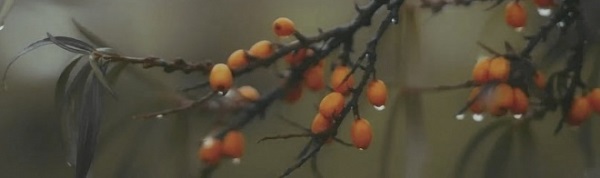 OS/A118/9016 Декор Тракай Dec. 6 глянцевый