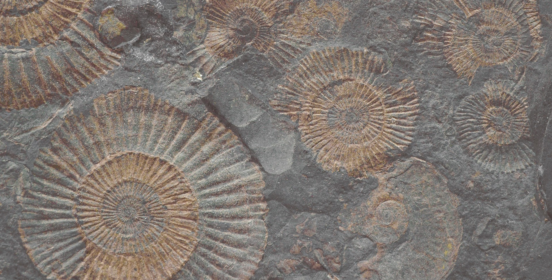 FM3366 На пол Natural Series Fossil Mix 33х66 - фото 9