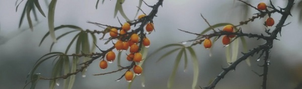 OS/A119/9016 Декор Тракай Dec. 7 глянцевый