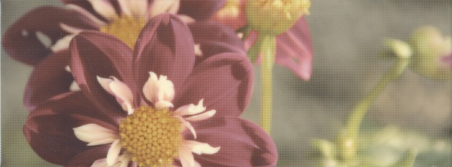 STG/A387/15050 Декор Ньюпорт Георгина