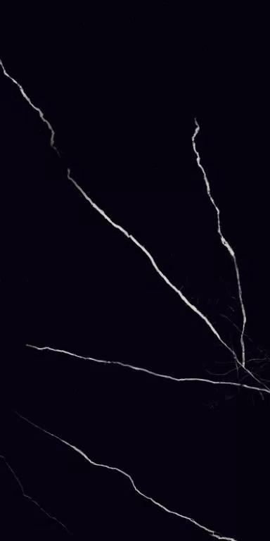 MOG603/PS_NC/60x120x9R/GW На пол Marble MOG603 Black полированный 60x120 - фото 2