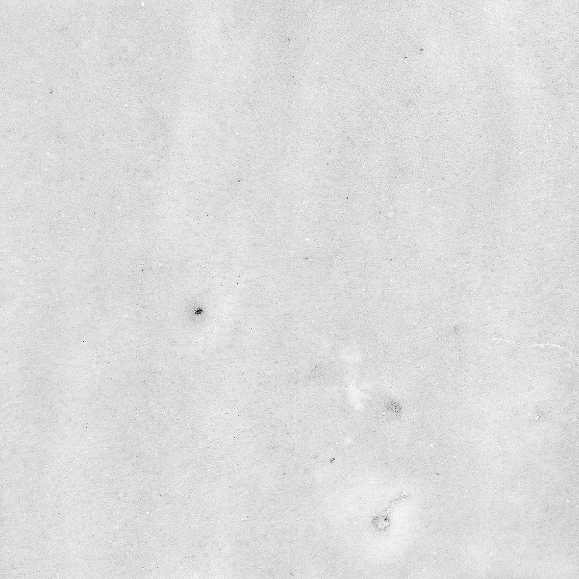 43294 На стену Samira White 10x10 - фото 45