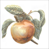 TFA009 Декор Оранжерея Яблоко 9.9x9.9