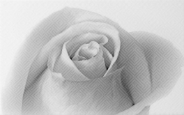 010301001884 Декор Камелия Чёрно-белый 01 40x25