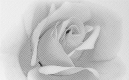 010301001885 Декор Камелия Чёрно-белый 02 40x25