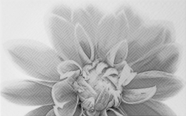 010301001886 Декор Камелия Чёрно-белый 03 40x25