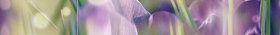 B400D286 Бордюр Crocus Цветы