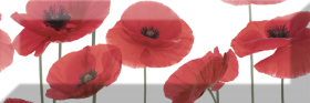 Декор Monocolor Decor Poppy 04 10x30