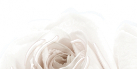 04-01-1-10-05-11-350-1 Декор Нежность Роза A 50x25