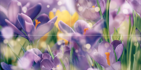 P4D286 Панно Crocus Цветы (из 4 плиток) 40x80